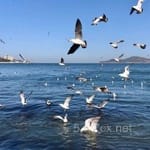 عبدالرحمان